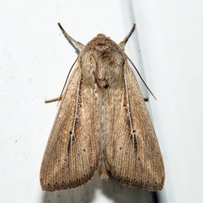 10444  Phragmites Wainscot - Leucania phragmitidicola