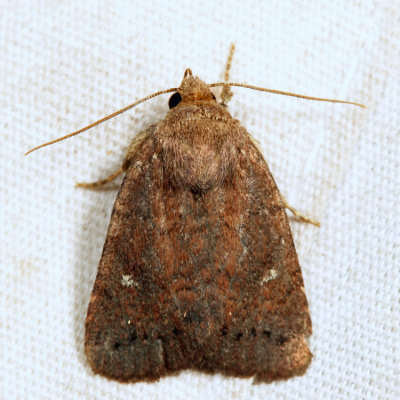 10532 - Northern Scurfy Quaker - Homorthodes furfurata