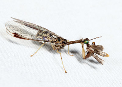 Dicromantispa sayi feeding on a moth