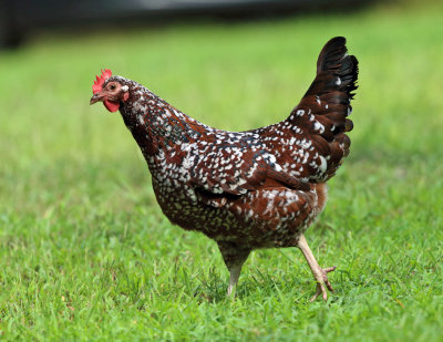 Speckled Sussex Chicken