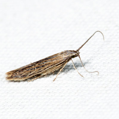1350 – Coleophora quadruplex