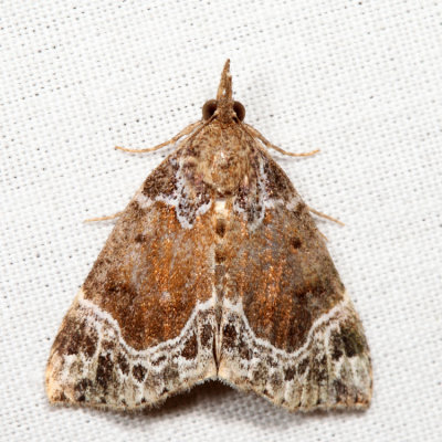 8445 – White-lined Hypena – Hypena abalienalis