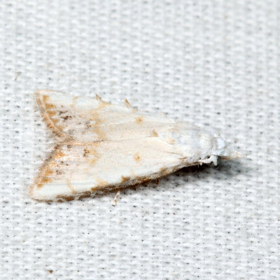 8991 - Sorghum Webworm Moth - Nola cereella