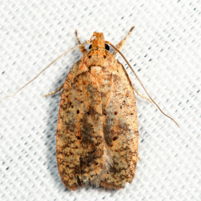 0882 - Four-dotted Agonopterix - Agonopterix robiniella