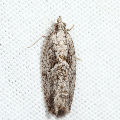 3335 - Epinotia nonana