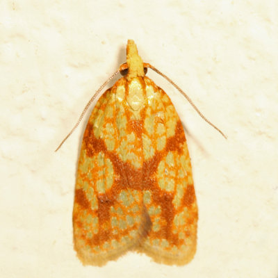 3695 – Sparganothis Fruitworm Moth – Sparganothis sulfureana