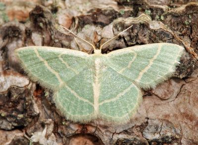 7071 - Blackberry Looper - Chlorochlamys chloroleucaria