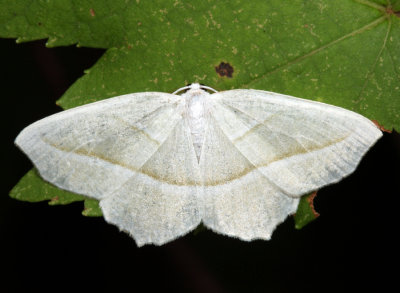 6796 - Pale Beauty - Campaea perlata