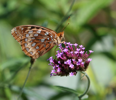 Great Spangled Fritillary - Speyeria cybele