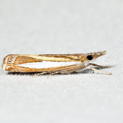 5355 - Common Grass-veneer - Crambus praefectellus