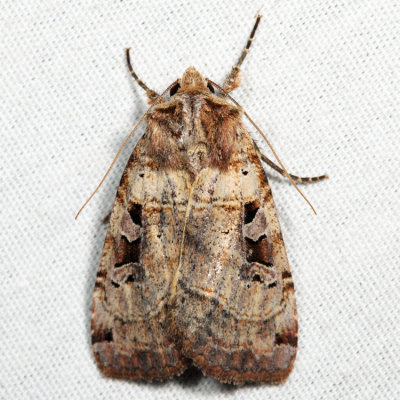 10943 - Norman's Dart - Xestia normanianus