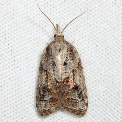 3740 – Tufted Apple Bud Moth – Platynota idaeusalis