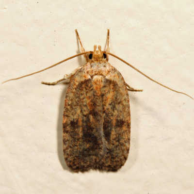 0882 - Four-dotted Agonopterix - Agonopterix robiniella