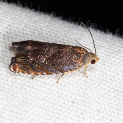 3471 - Hickory Shuckworm Moth - Cydia caryana