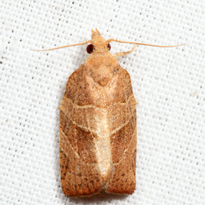 3593 - Woodgrain Leafroller - Pandemis lamprosana