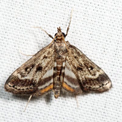 4760 - Obscure Pondweed Moth - Parapoynx obscuralis