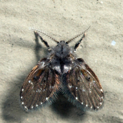 Bathroom Moth Fly - Clogmia albipunctata