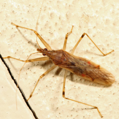 Lasiomerus annulatus