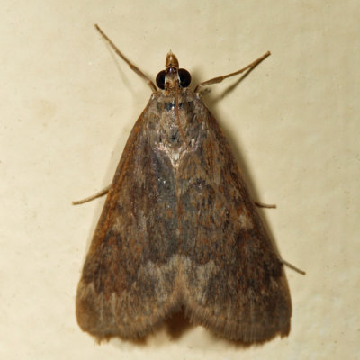 4975 - Garden Webworm Moth - Achyra rantalis