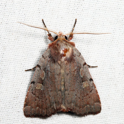 10967 - Southern Variable Dart - Xestia elimata