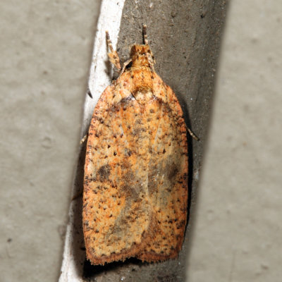 0884 - Thelma's Agonopterix - Agonopterix thelmae