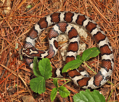 Eastern Milk Snake - Lampropeltis triangulum triangulum