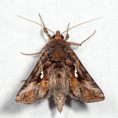 8908 - Common Looper - Autographa precationis