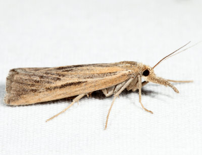 5439 - Woolly Grass-veneer Moth - Thaumatopsis pexellus
