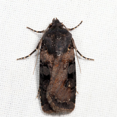 10807 - Euxoa albipennis