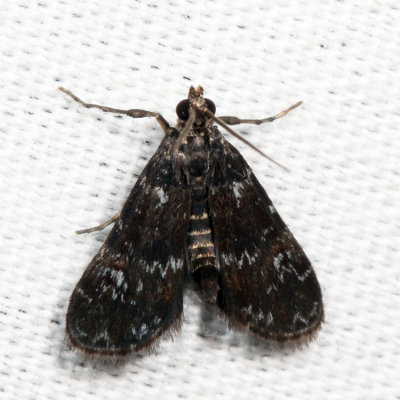 4754 – Elophila tinealis