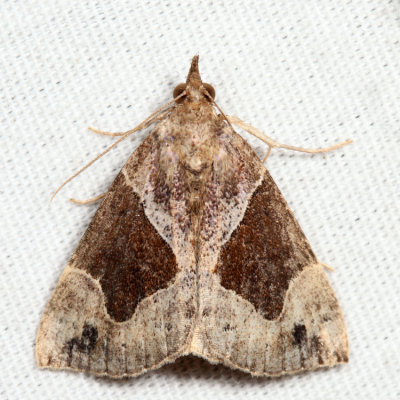 8441 - Flowing-line Hypena - Hypena manalis
