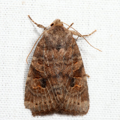 9962 - Puta Sallow - Anathix puta