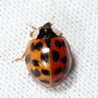 two-toned Multicolored Asian Lady Beetle - Harmonia axyridis