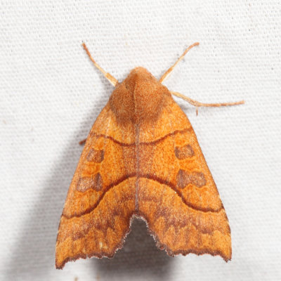 9952 - Scalloped Sallow - Eucirroedia pampina