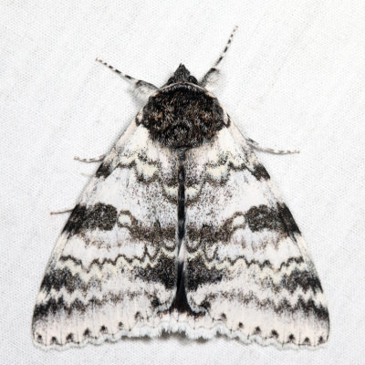 8803 - White Underwing - Catocala relicta