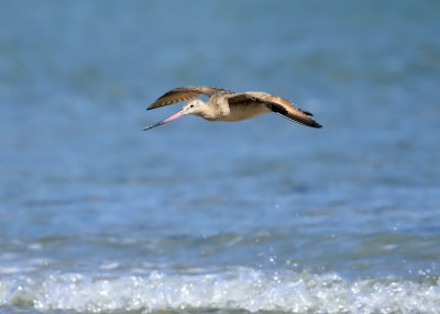 Marbled Godwit - Limosa fedoa