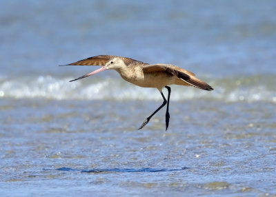 Marbled Godwit - Limosa fedoa