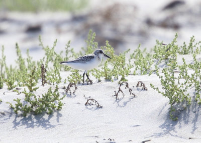 Baird's Sandpiper - Calidris bairdii