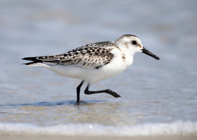 Sanderling - Calidris alba