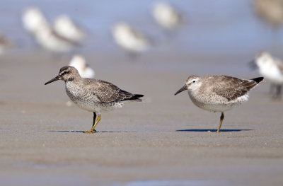 Red Knot - Calidris canutus