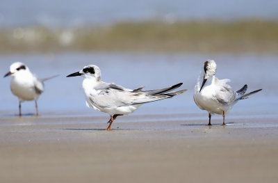 Forster's Tern - Sterna forsteri