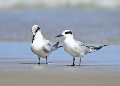 Forster's Tern - Sterna forsteri