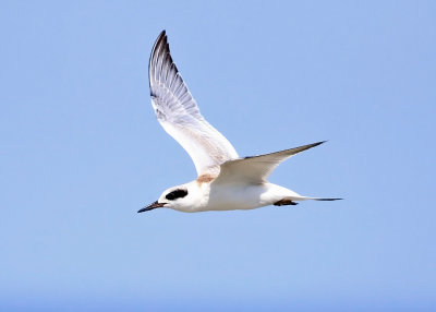 Forster's Tern - Sterna forsteri