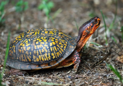 Eastern Box Turtle - Terrapene carolina