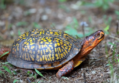 Eastern Box Turtle - Terrapene carolina