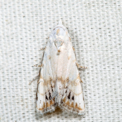 8991 - Sorghum Webworm Moth - Nola cereella