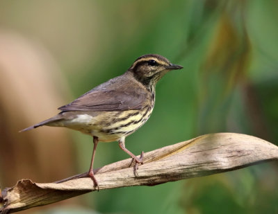 Northern Waterthrush - Parkesia noveboracensis