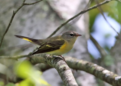 American Redstart - Setophaga ruticilla (female)