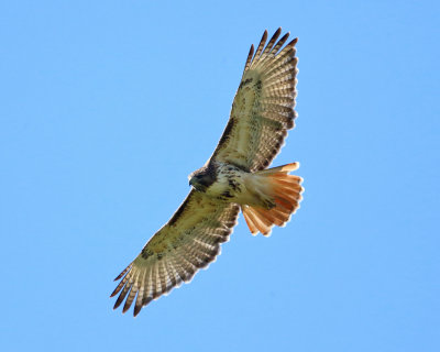 Red-tailed Hawk - Buteo jamaicensis 
