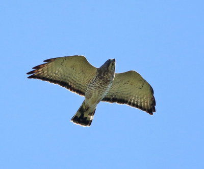 Broad-winged Hawk - Buteo platypterus